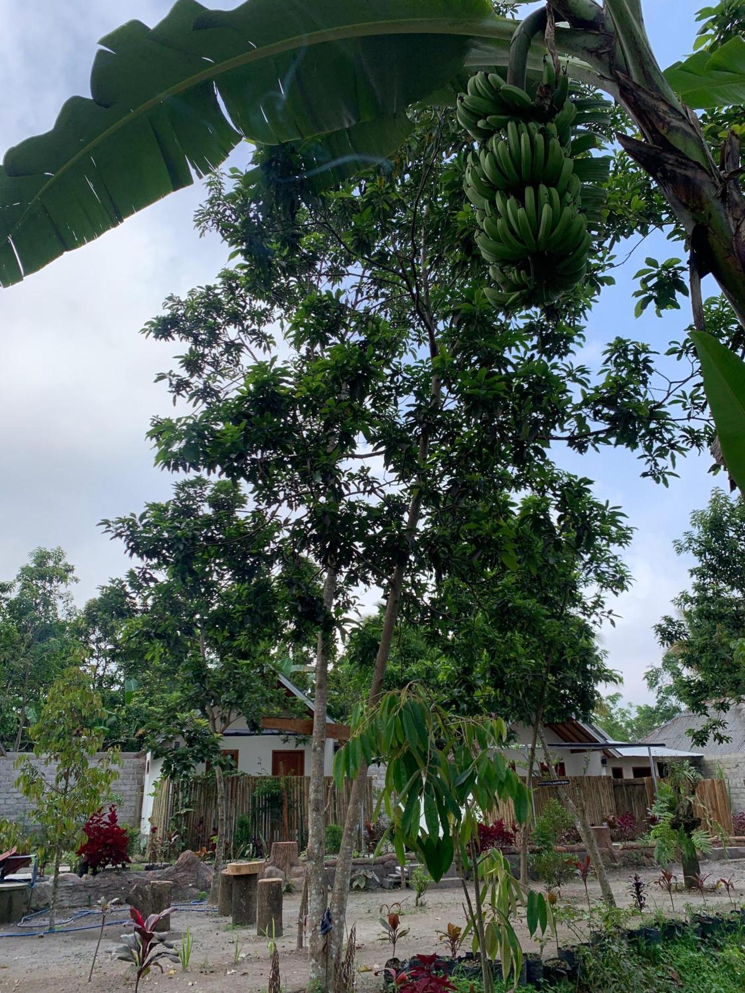 Avocado Homestay 테테바투 외부 사진